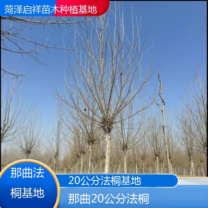 那曲20公分法桐基地-2025价格一览表