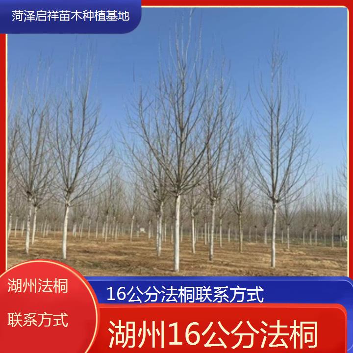 湖州16公分法桐联系方式-2025价格一览表