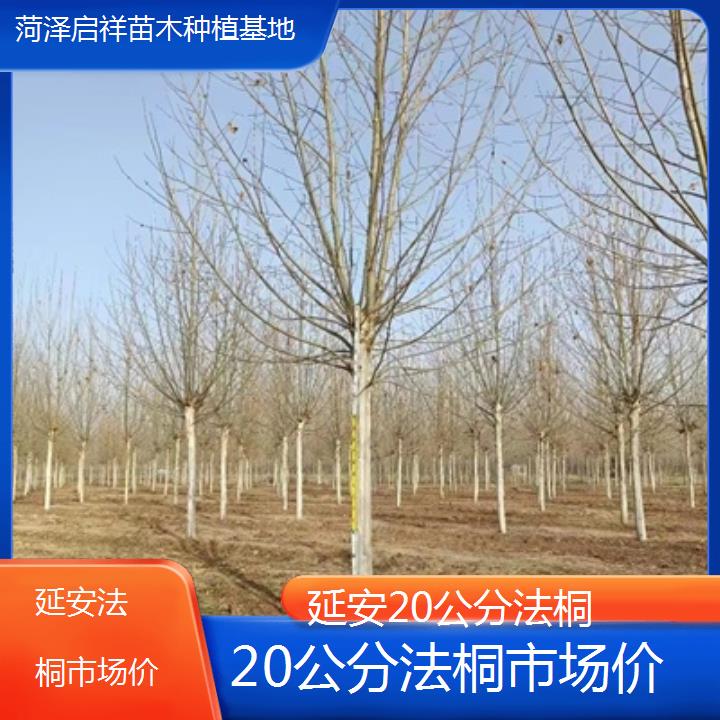 延安20公分法桐市场价-2025价格一览表