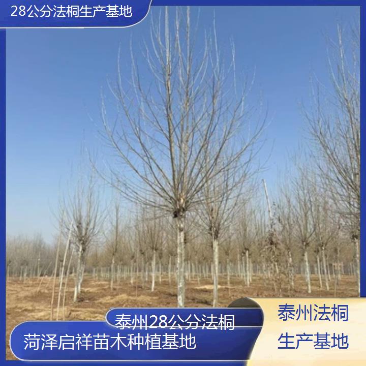 泰州28公分法桐生产基地-2025价格一览表