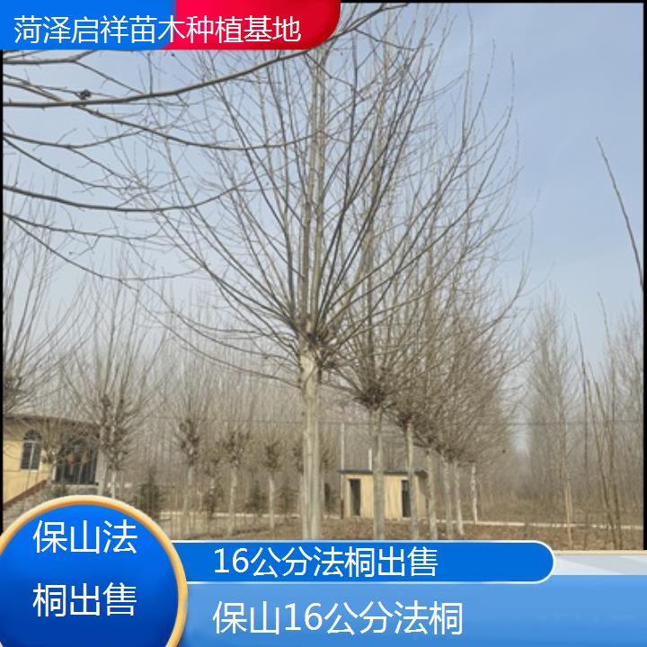 保山16公分法桐出售-2025价格一览表