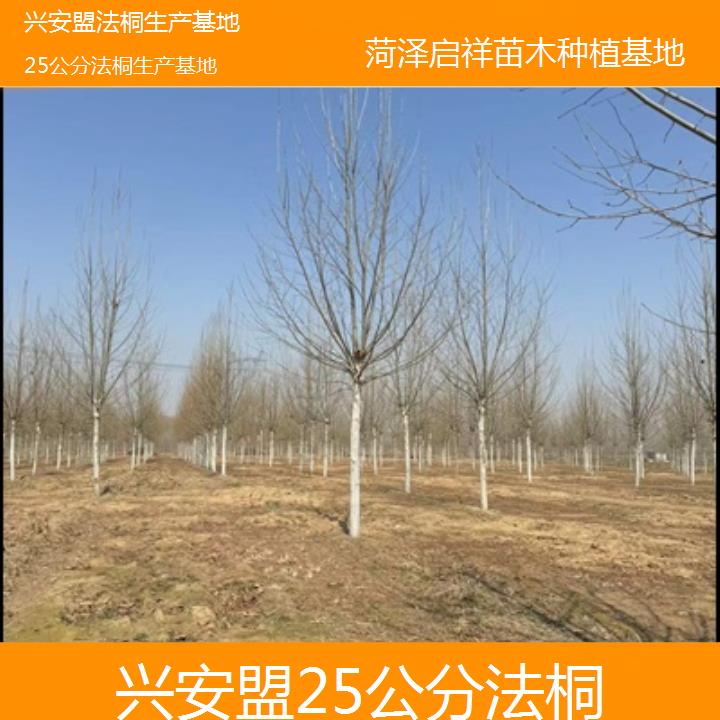 兴安盟25公分法桐生产基地-2025价格一览表