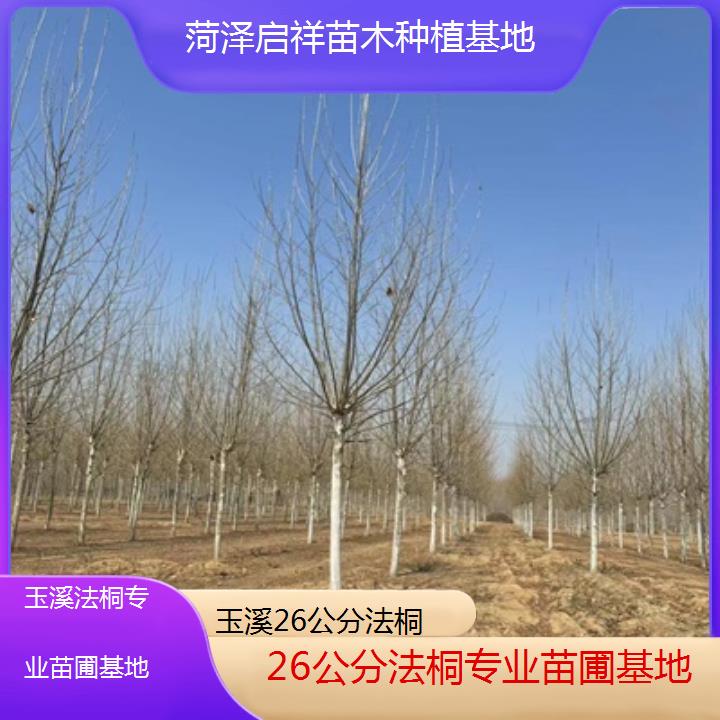 玉溪26公分法桐专业苗圃基地-2025价格一览表