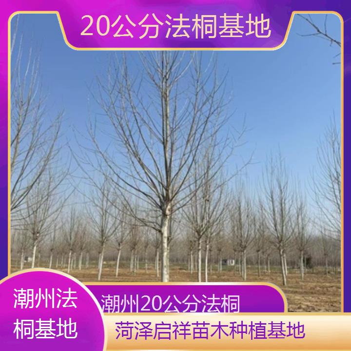 潮州20公分法桐基地-2025价格一览表