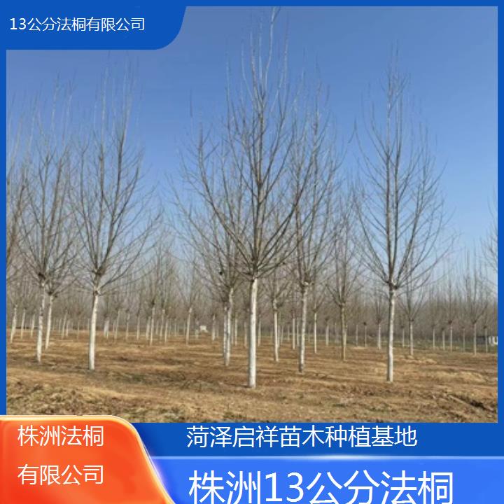 株洲13公分法桐有限公司-2025价格一览表