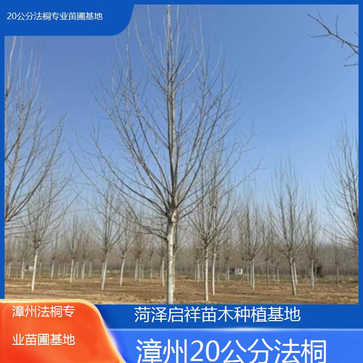 漳州20公分法桐专业苗圃基地-2025价格一览表