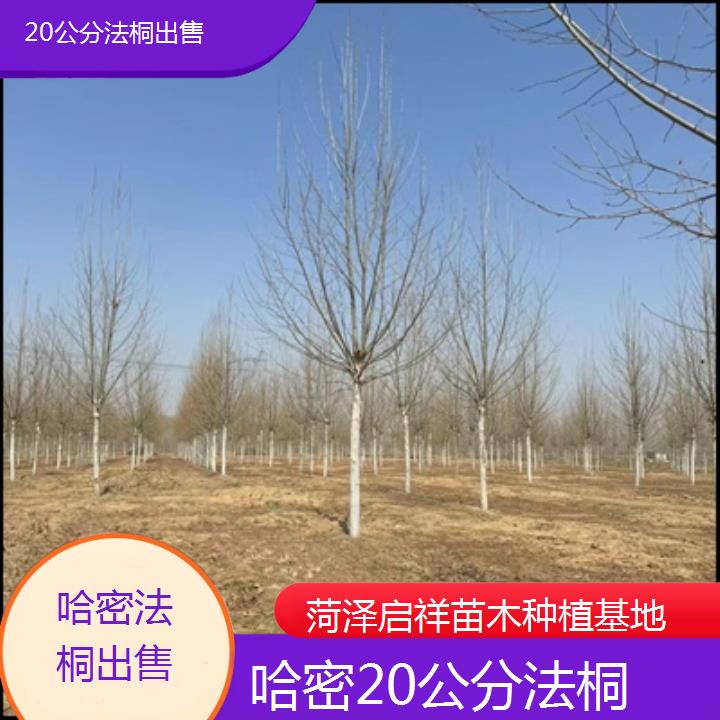 哈密20公分法桐出售-2025价格一览表