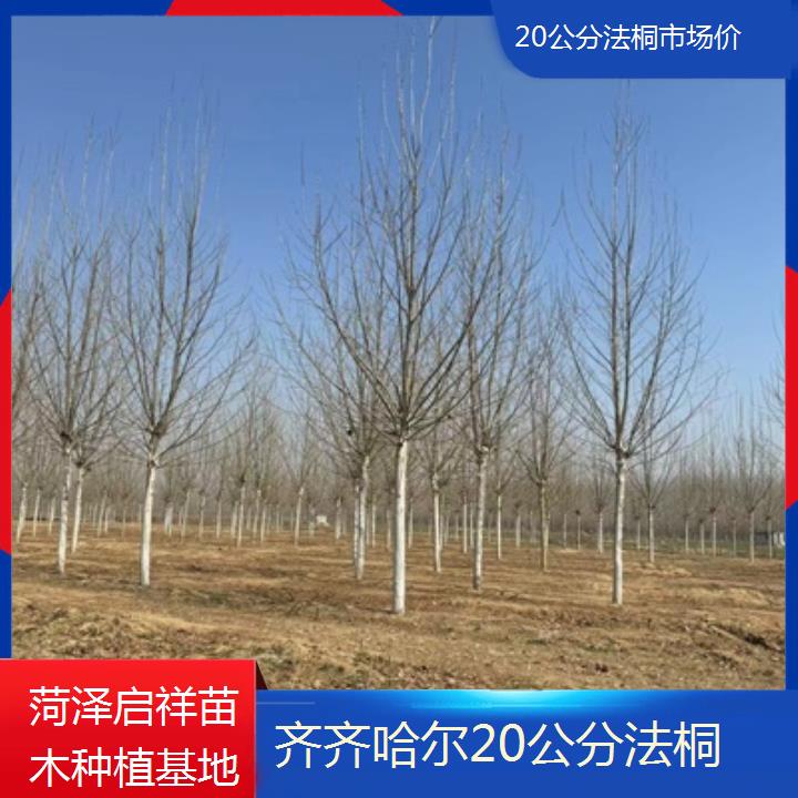 齐齐哈尔20公分法桐市场价-2025价格一览表