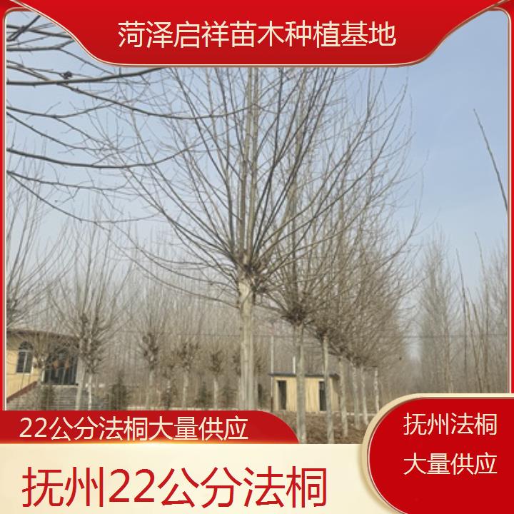 抚州22公分法桐大量供应-2025价格一览表