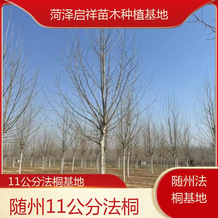 随州11公分法桐基地-2025价格一览表