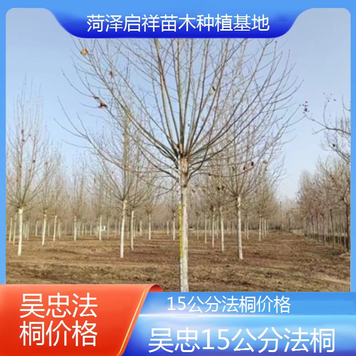 吴忠15公分法桐价格-2025价格一览表