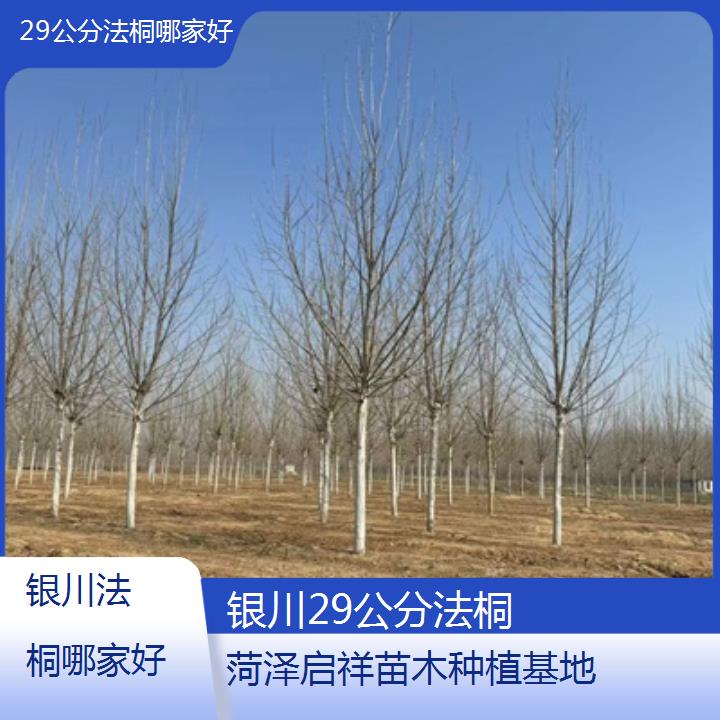 银川29公分法桐哪家好-2025价格一览表