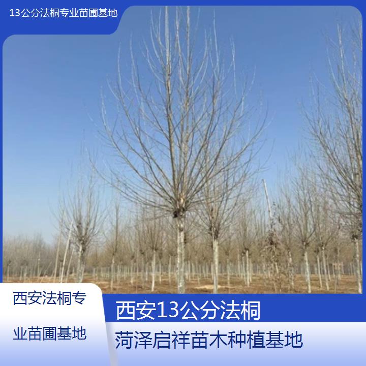 西安13公分法桐专业苗圃基地-2025价格一览表