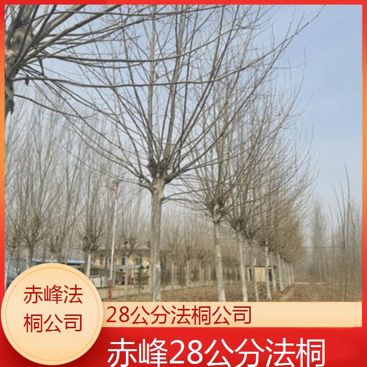 赤峰28公分法桐公司-2025价格一览表