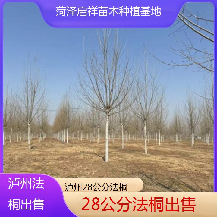 泸州28公分法桐出售-2025价格一览表