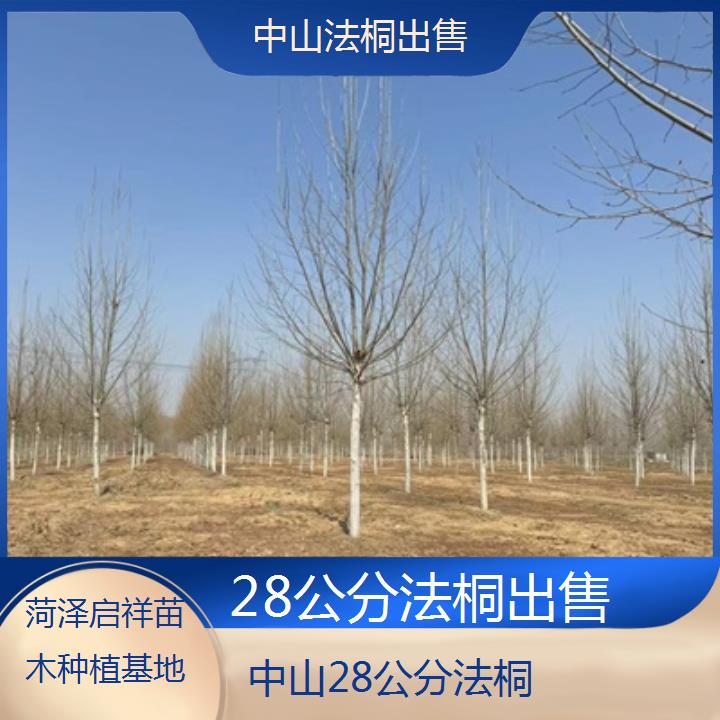 中山28公分法桐出售-2025价格一览表