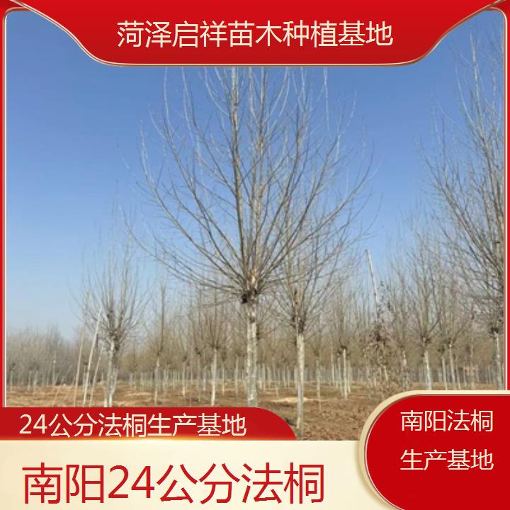 南阳24公分法桐生产基地-2025价格一览表