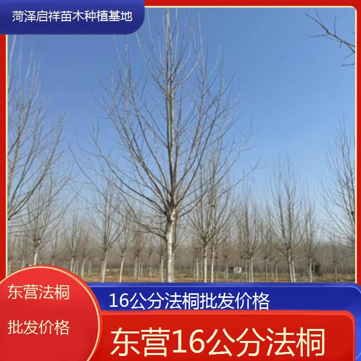 东营16公分法桐批发价格-2025价格一览表