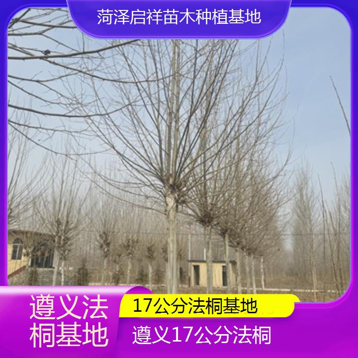 遵义17公分法桐基地-2025价格一览表