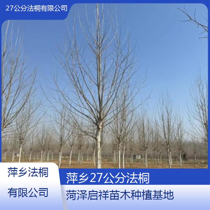 萍乡27公分法桐有限公司-2025价格一览表