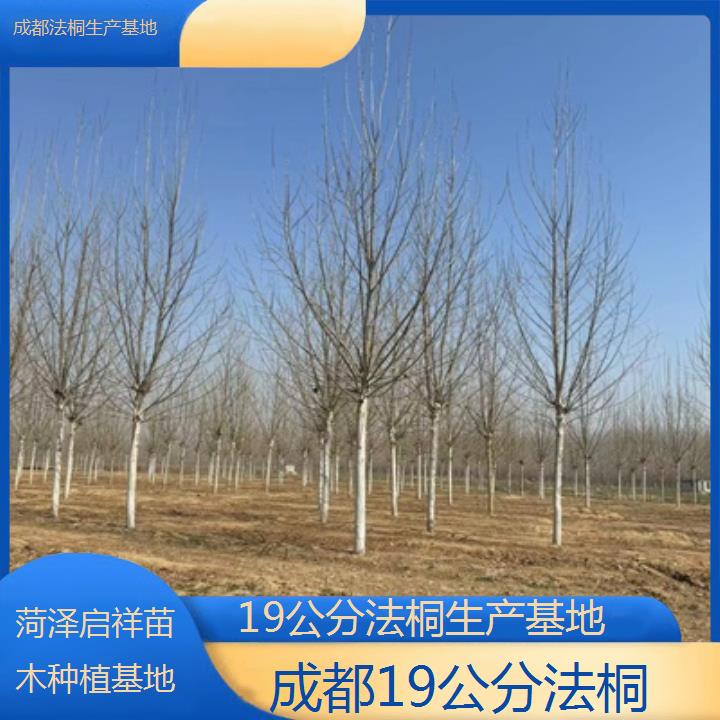 成都19公分法桐生产基地-2025价格一览表