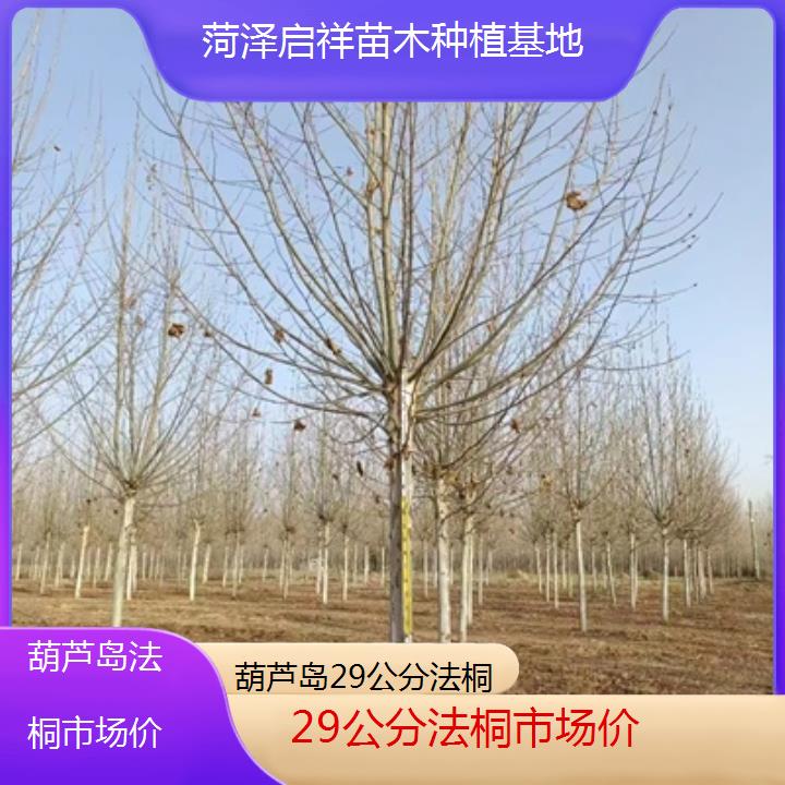 葫芦岛29公分法桐市场价-2025价格一览表