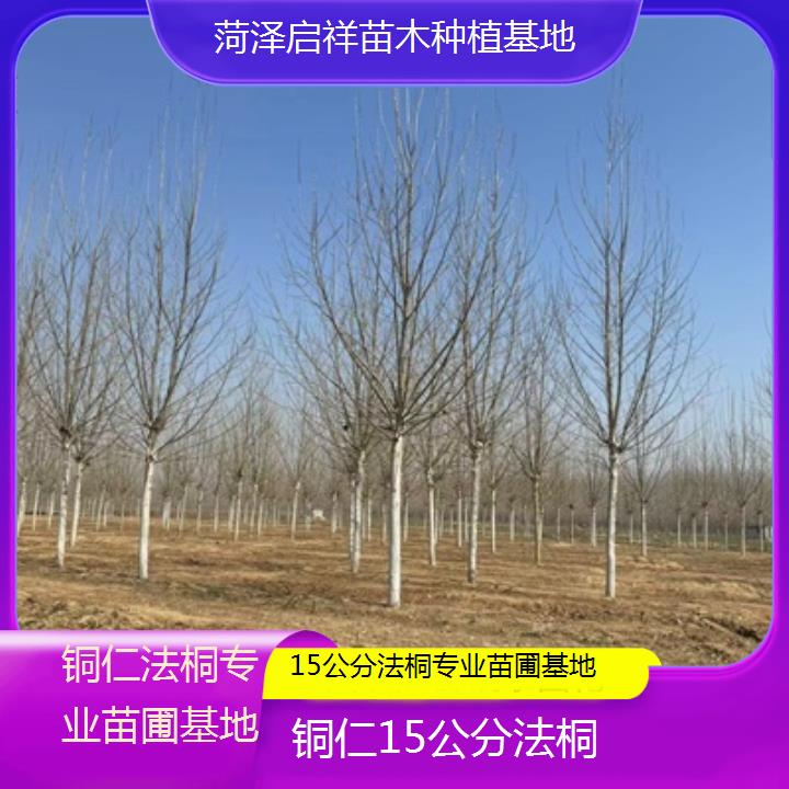 铜仁15公分法桐专业苗圃基地-2025价格一览表