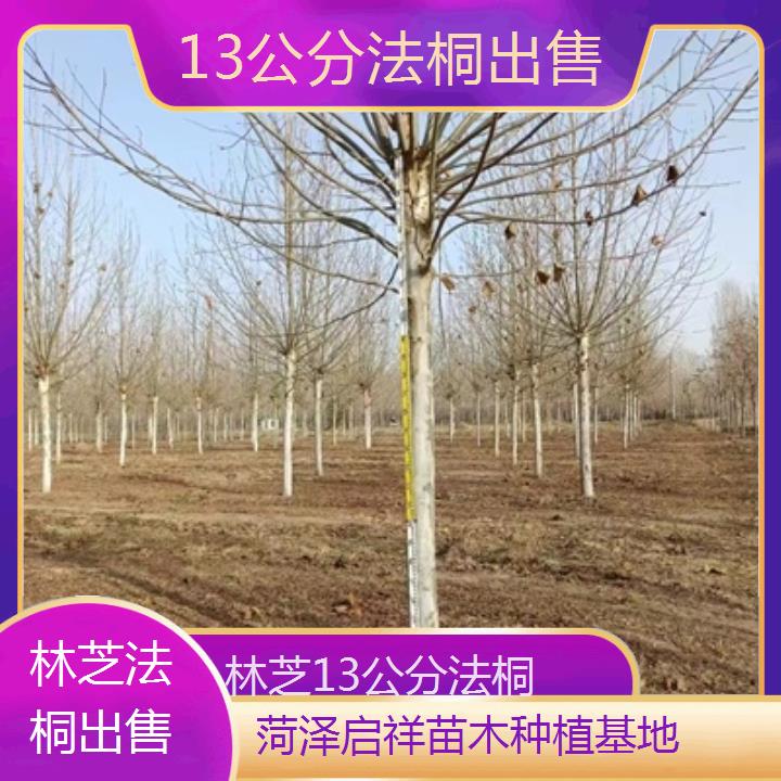 林芝13公分法桐出售-2025价格一览表