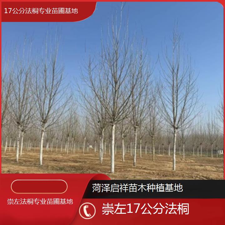 崇左17公分法桐专业苗圃基地-2025价格一览表