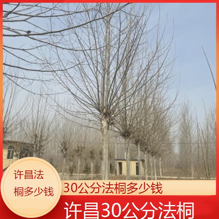 许昌30公分法桐多少钱-2025价格一览表