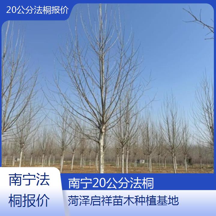 南宁20公分法桐报价-2025价格一览表