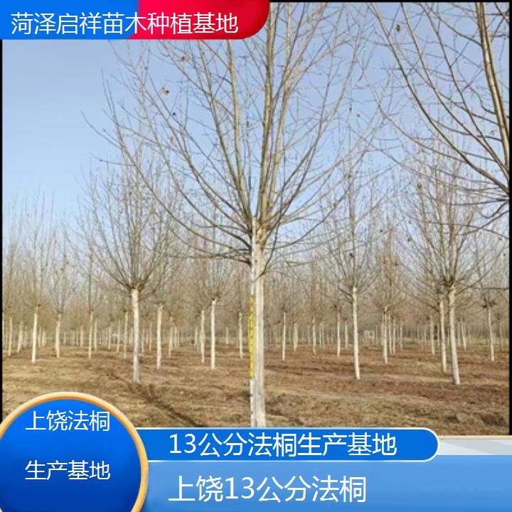 上饶13公分法桐生产基地-2025价格一览表