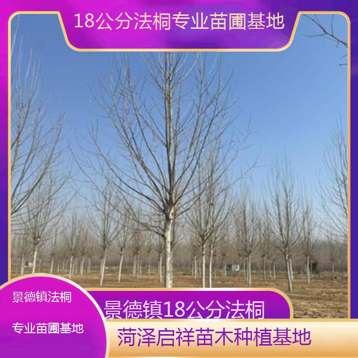 景德镇18公分法桐专业苗圃基地-2025价格一览表