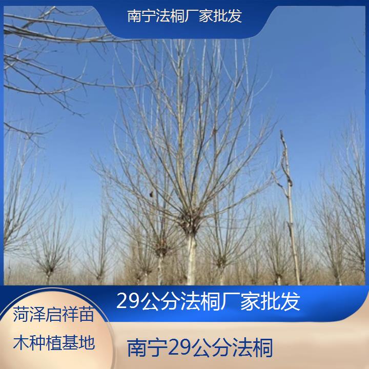 南宁29公分法桐厂家批发-2025价格一览表