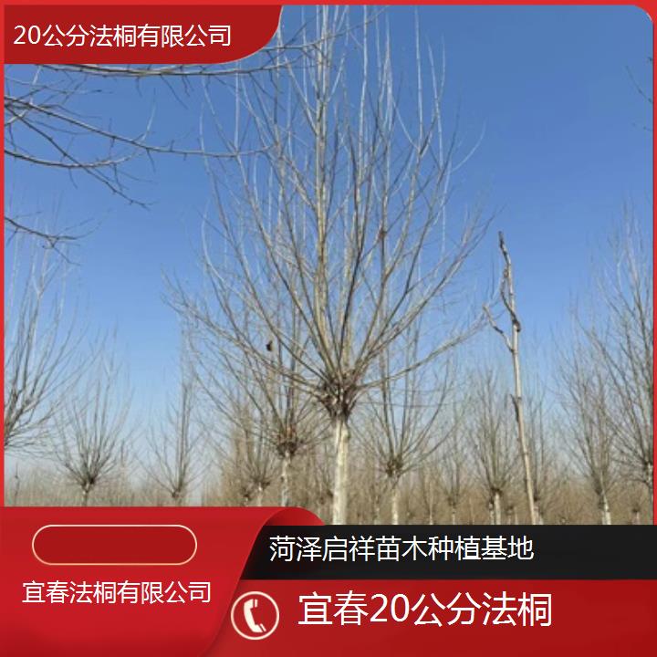 宜春20公分法桐有限公司-2025价格一览表