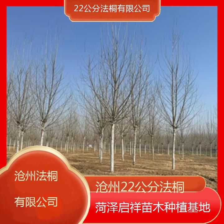 沧州22公分法桐有限公司-2025价格一览表