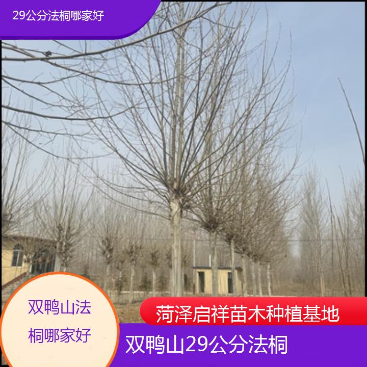 双鸭山29公分法桐哪家好-2025价格一览表