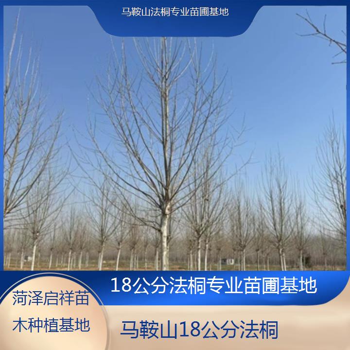 马鞍山18公分法桐专业苗圃基地-2025价格一览表