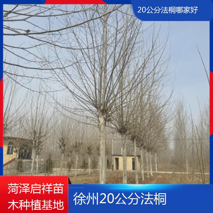 徐州20公分法桐哪家好-2025价格一览表