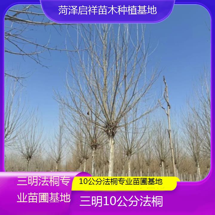 三明10公分法桐专业苗圃基地-2025价格一览表