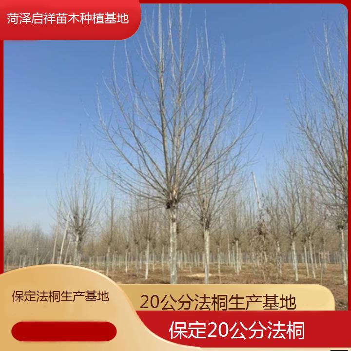 保定20公分法桐生产基地-2025价格一览表