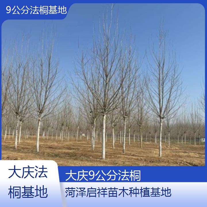 大庆9公分法桐基地-2025价格一览表