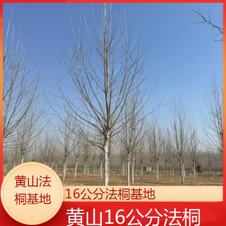 黄山16公分法桐基地-2025价格一览表