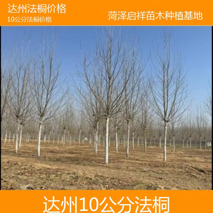 达州10公分法桐价格-2025价格一览表