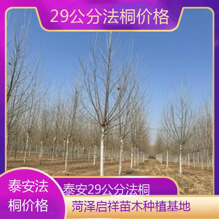 泰安29公分法桐价格-2025价格一览表