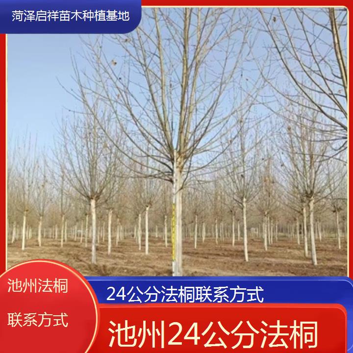 池州24公分法桐联系方式-2025价格一览表