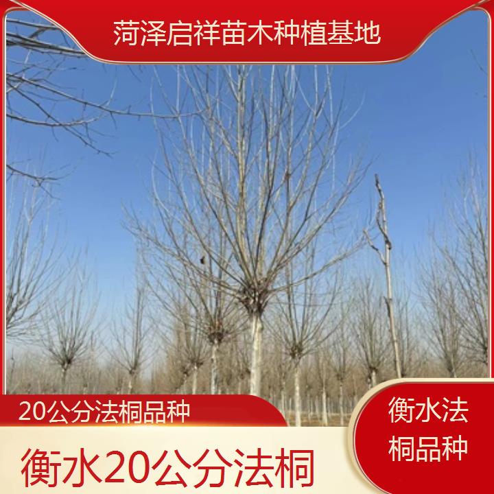 衡水20公分法桐品种-2025价格一览表