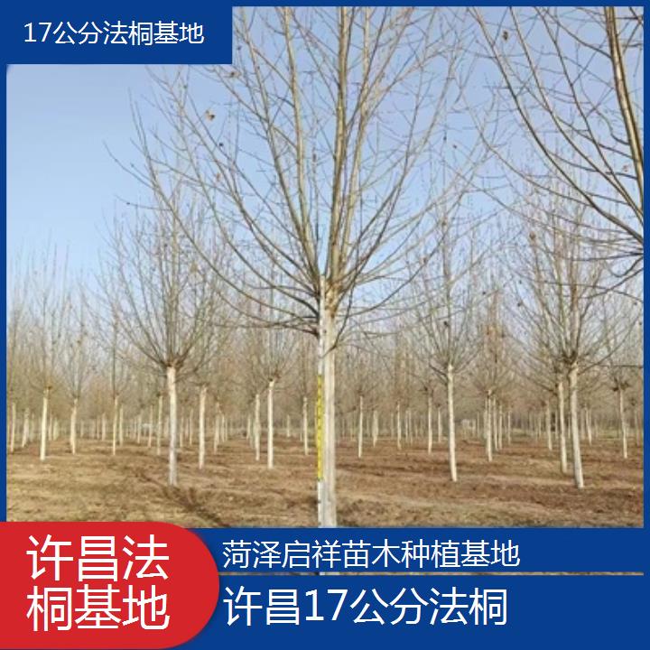 许昌17公分法桐基地-2025价格一览表