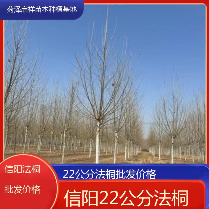 信阳22公分法桐批发价格-2025价格一览表