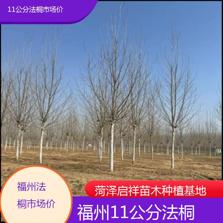 福州11公分法桐市场价-2025价格一览表